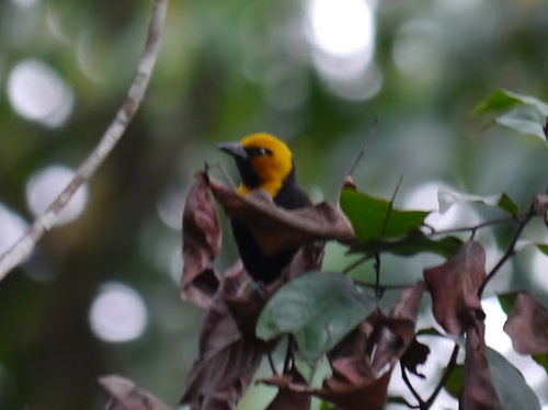 Black-billed Weaver (Ploceus melanogaster), photo 9