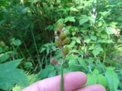 Carex tribuloides