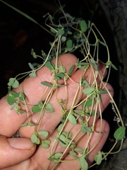 Euphorbia chamaesyce