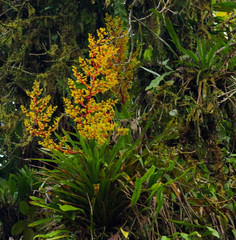 Guzmania diffusa