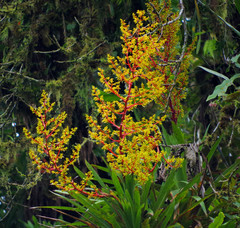 Guzmania diffusa