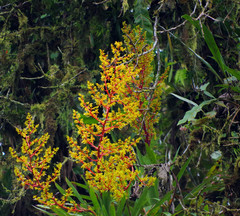 Guzmania diffusa