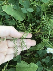Achillea millefolium