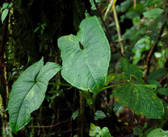 Xanthosoma crassinervium