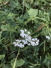 Achillea millefolium