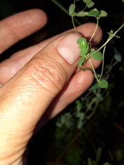 Euphorbia chamaesyce