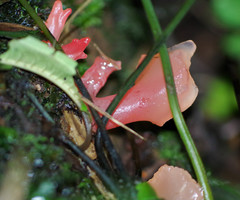 Guepinia