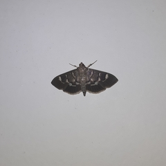 Herpetogramma luctuosalis