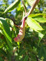 Baizongia pistaciae