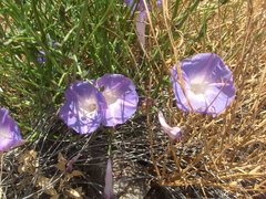 Ipomoea sescossiana