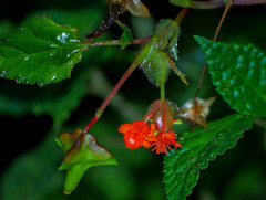 Begonia urticae