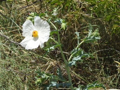 Argemone polyanthemos