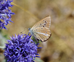 Polyommatus ripartii