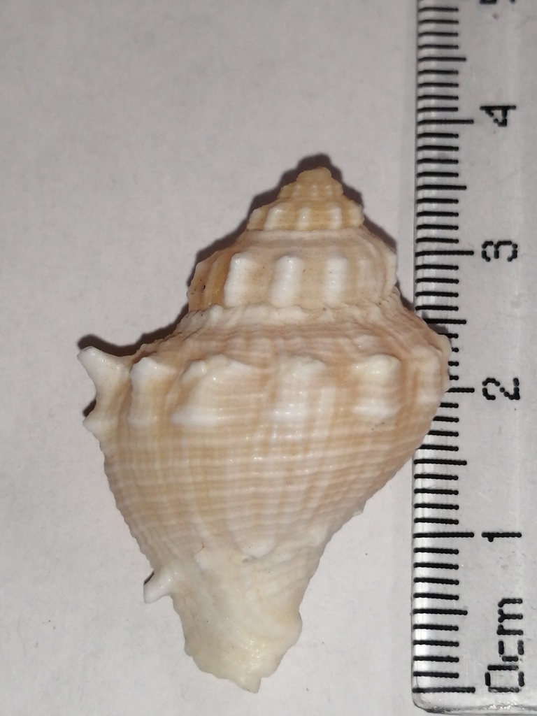Melongena bispinosa