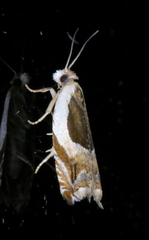 Ancylis discigerana