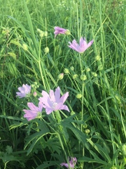 Malva excisa