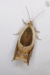 Ancylis discigerana