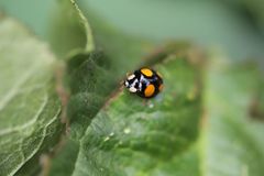 Harmonia axyridis
