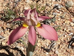 Moraea ciliata cuprina