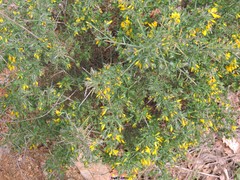 Genista falcata