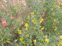 Genista falcata