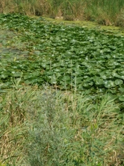 Nelumbo lutea