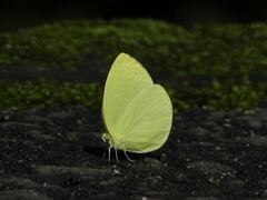 Gandaca harina distanti