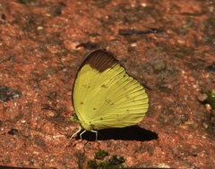 Eurema sari