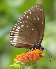Euploea klugii kollari