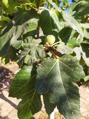 Ficus carica