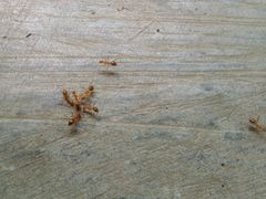 Anoplolepis gracilipes