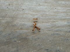 Anoplolepis gracilipes