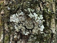 Physconia leucoleiptes