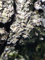 Physconia leucoleiptes