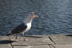Larus argentatus