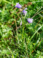 Campanula witasekiana
