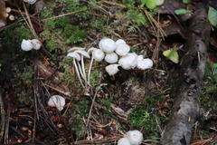 Marasmius wynneae