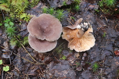 Lactarius flexuosus