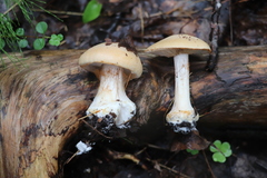 Cortinarius talus
