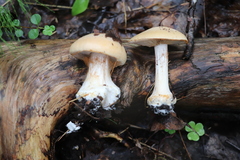 Cortinarius talus