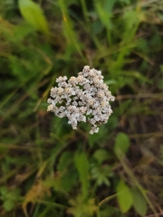 Achillea millefolium