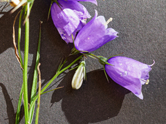 Campanula witasekiana