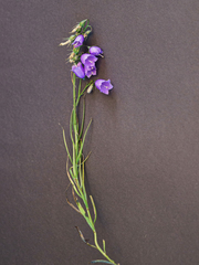 Campanula witasekiana