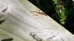 Anolis sagrei