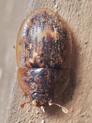 Nitidulini
