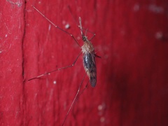 Anopheles freeborni