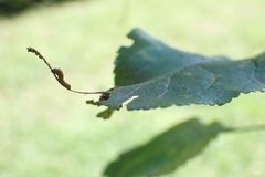 Limenitis arthemis astyanax