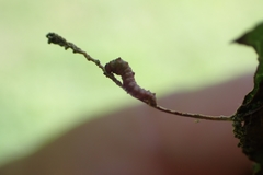 Limenitis arthemis astyanax