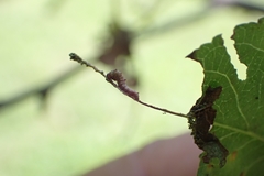 Limenitis arthemis astyanax