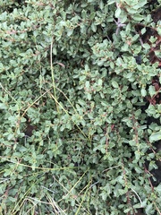 Ceanothus prostratus